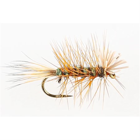 THE ANIMAL OLIVE #12