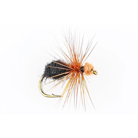BLACK/BROWN ANT DRY #14