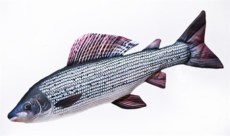 The Grayling, 65cm